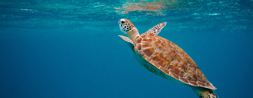 Schildkröten symbolisiert Schutz wie Resilienz hilft Schwierigkeiten zu meistern 