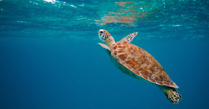 Schildkröten symbolisiert Schutz wie Resilienz hilft Schwierigkeiten zu meistern 